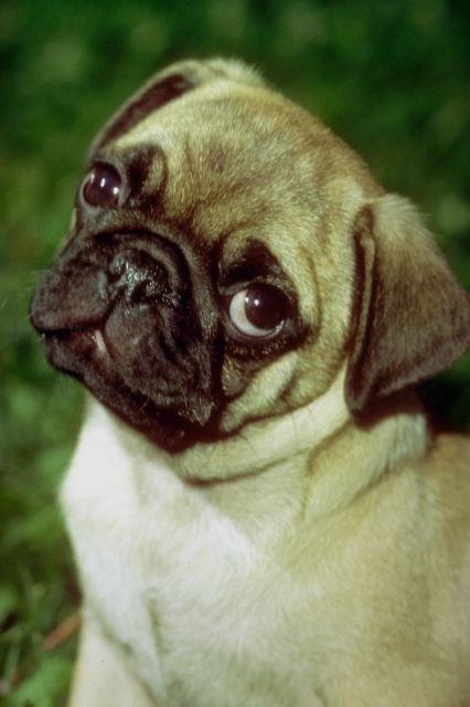 Hundebilder 05, hundebilder, hund, tierbilder, dog