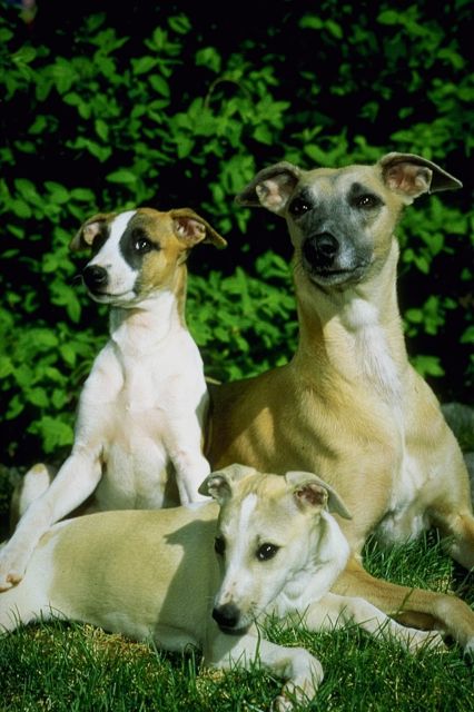 Hundebilder 07, hundebilder, hund, tierbilder, dog